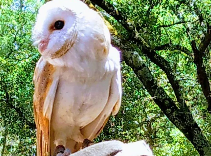 Dom wakacyjny - Grill Terrace *